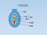 8.1.1 植物的生殖---2023-2024学年鲁科版（五四学制）生物学八年级下册课件