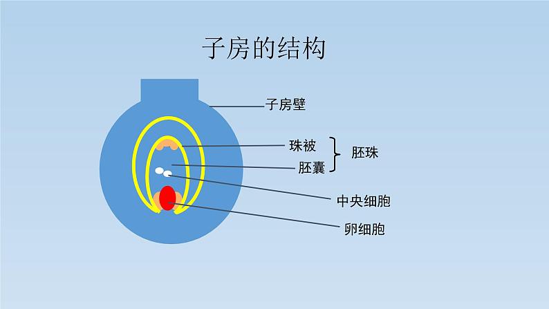 8.1.1 植物的生殖---2023-2024学年鲁科版（五四学制）生物学八年级下册课件05