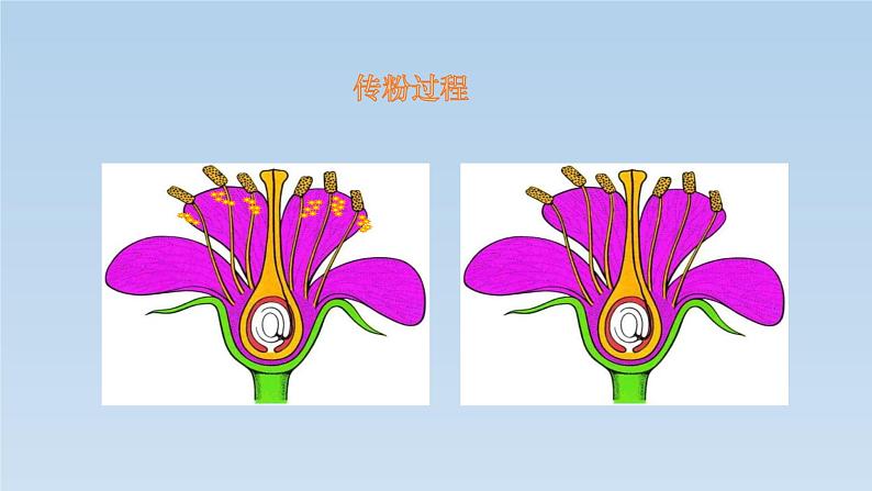 8.1.1 植物的生殖---2023-2024学年鲁科版（五四学制）生物学八年级下册课件07