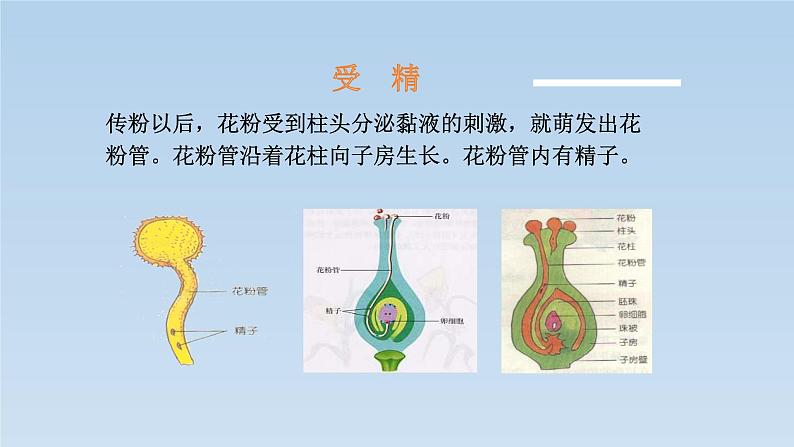 8.1.1 植物的生殖---2023-2024学年鲁科版（五四学制）生物学八年级下册课件08