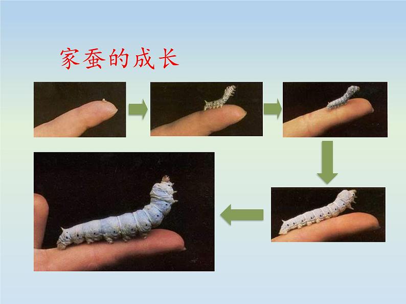 8.1.2昆虫的生殖和发育---2023-2024学年鲁科版（五四学制）生物学八年级下册课件 (2)第8页