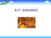 8.1.2昆虫的生殖和发育---2023-2024学年鲁科版（五四学制）生物学八年级下册课件