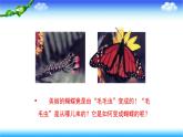 8.1.2昆虫的生殖和发育---2023-2024学年鲁科版（五四学制）生物学八年级下册课件