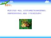 8.1.2昆虫的生殖和发育---2023-2024学年鲁科版（五四学制）生物学八年级下册课件