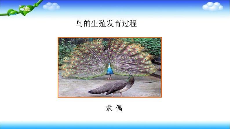 8.1.3 鸟的生殖和发育---2023-2024学年鲁科版（五四学制）生物学八年级下册课件第3页