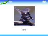 8.1.3 鸟的生殖和发育---2023-2024学年鲁科版（五四学制）生物学八年级下册课件