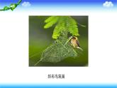 8.1.3 鸟的生殖和发育---2023-2024学年鲁科版（五四学制）生物学八年级下册课件