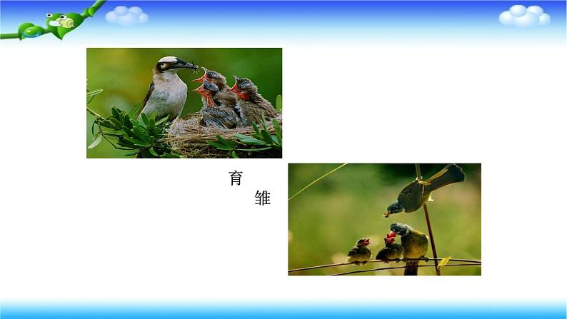 8.1.3 鸟的生殖和发育---2023-2024学年鲁科版（五四学制）生物学八年级下册课件第8页