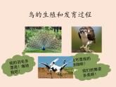 8.1.3鸟的生殖和发育---2023-2024学年鲁科版（五四学制）生物学八年级下册课件