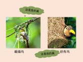 8.1.3鸟的生殖和发育---2023-2024学年鲁科版（五四学制）生物学八年级下册课件