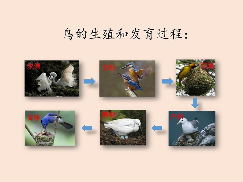 8.1.3鸟的生殖和发育---2023-2024学年鲁科版（五四学制）生物学八年级下册课件06