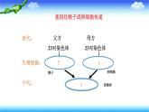 8.2.3基因在亲子代间的传递---2023-2024学年鲁科版（五四学制）生物学八年级下册课件