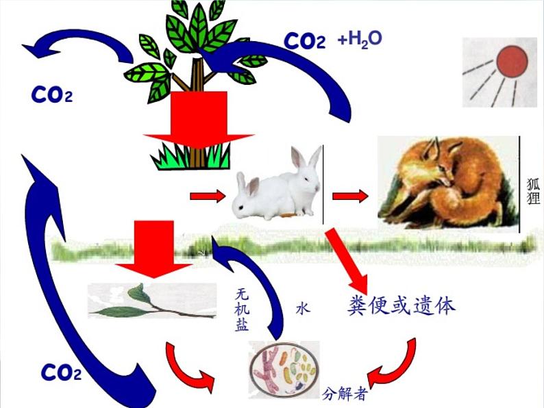 7.3动物在生物圈中的作用---2023-2024学年鲁科版（五四学制）生物学八年级上册课件07