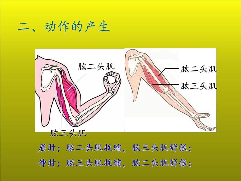 7.2动物的运动和行为复习课件---2023-2024学年鲁科版（五四学制）生物学八年级上册课件第6页