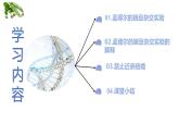 【核心素养】人教版八年级下册7.2.3《基因显性和隐性》课件＋课时练习＋教案（含教学反思）