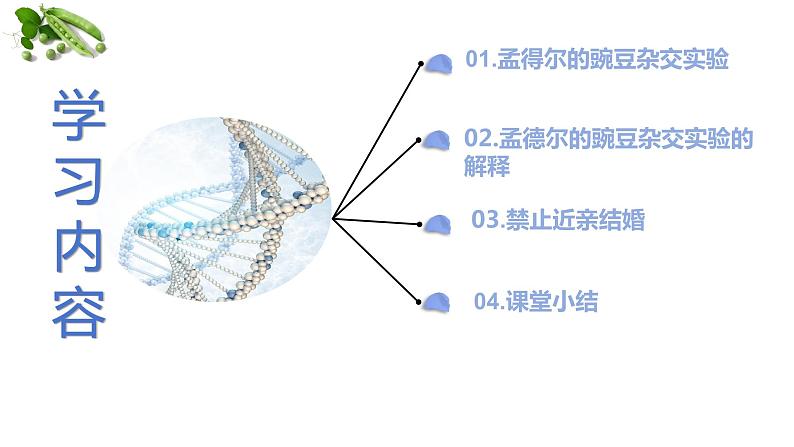 【核心素养】人教版八年级下册7.2.3《基因显性和隐性》课件＋课时练习＋教案（含教学反思）03