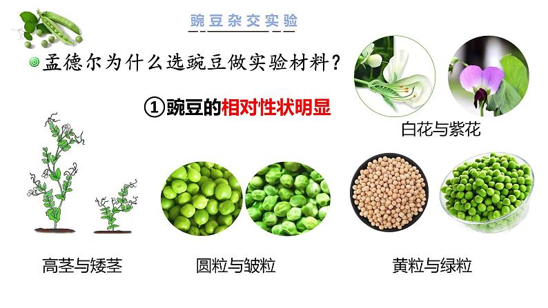 【核心素养】人教版八年级下册7.2.3《基因显性和隐性》课件＋课时练习＋教案（含教学反思）06