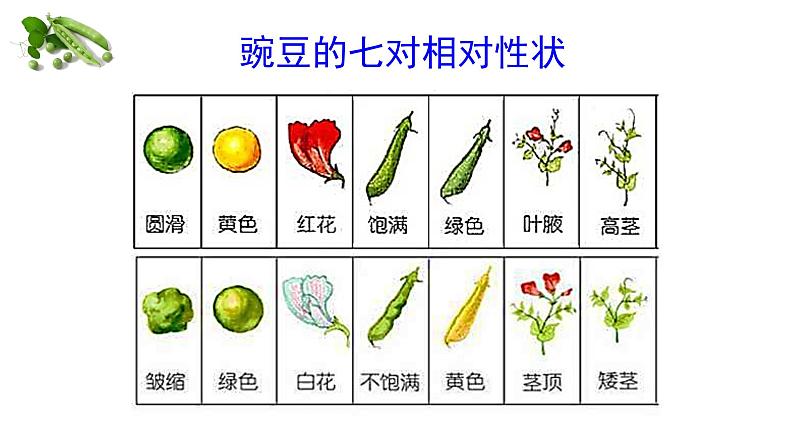 【核心素养】人教版八年级下册7.2.3《基因显性和隐性》课件＋课时练习＋教案（含教学反思）07