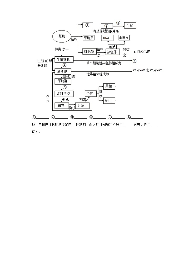 【核心素养】人教版八年级下册7.2.4《人的性别遗传》课件＋课时练习＋教案（含教学反思）03