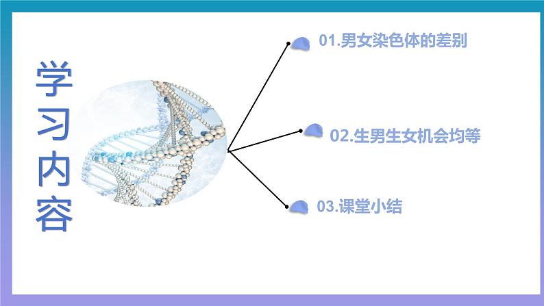 【核心素养】人教版八年级下册7.2.4《人的性别遗传》课件＋课时练习＋教案（含教学反思）03