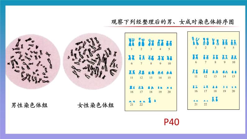 【核心素养】人教版八年级下册7.2.4《人的性别遗传》课件＋课时练习＋教案（含教学反思）07