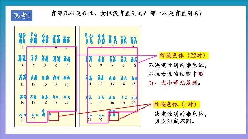 【核心素养】人教版八年级下册7.2.4《人的性别遗传》课件＋课时练习＋教案（含教学反思）08