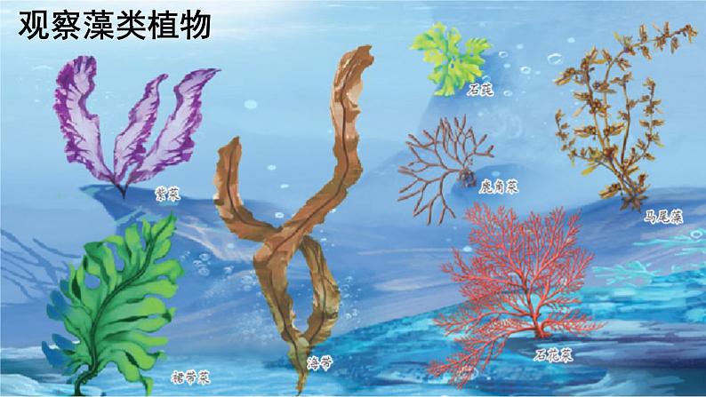 人教版生物七年级上册3.1.1《藻类、苔藓和蕨类植物》教学课件04