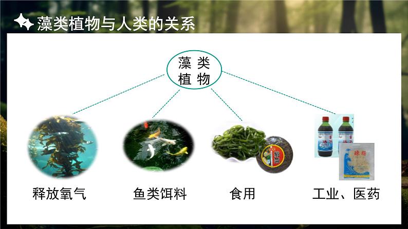 人教版生物七年级上册3.1.1《藻类、苔藓和蕨类植物》教学课件08