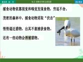 北师大版生物八年级上册 16.2 动物行为的主要类型课件