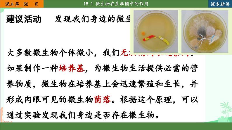 北师大版生物八年级上册 18.1 微生物在生物圈中的作用课件第5页