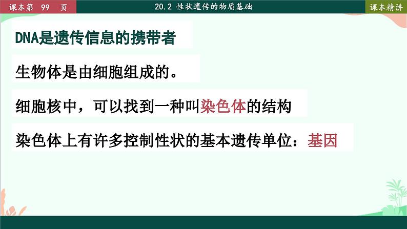 北师大版生物八年级上册 20.2 性状遗传的物质基础课件03