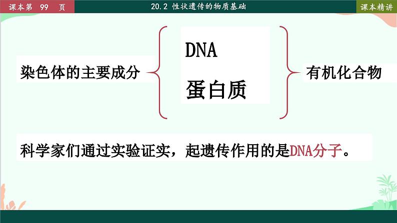 北师大版生物八年级上册 20.2 性状遗传的物质基础课件04