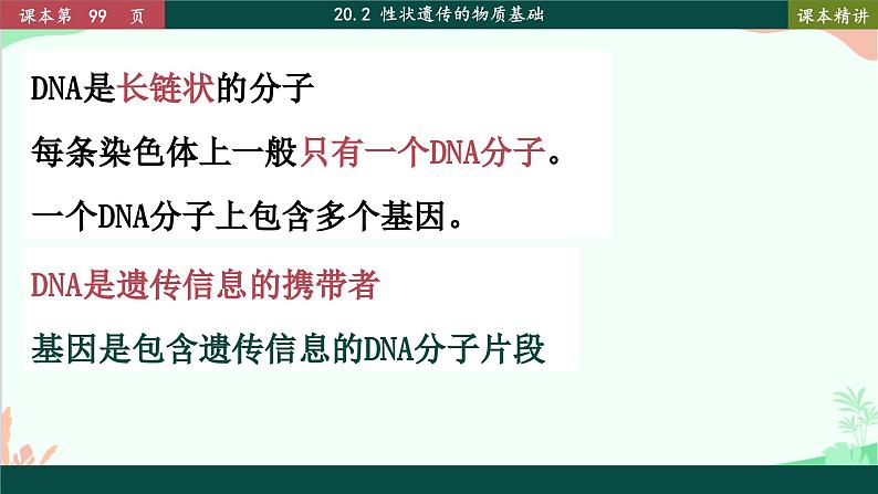 北师大版生物八年级上册 20.2 性状遗传的物质基础课件05