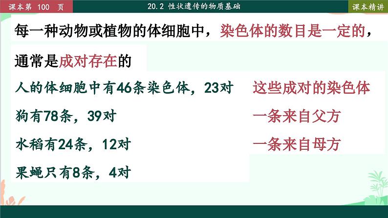 北师大版生物八年级上册 20.2 性状遗传的物质基础课件07