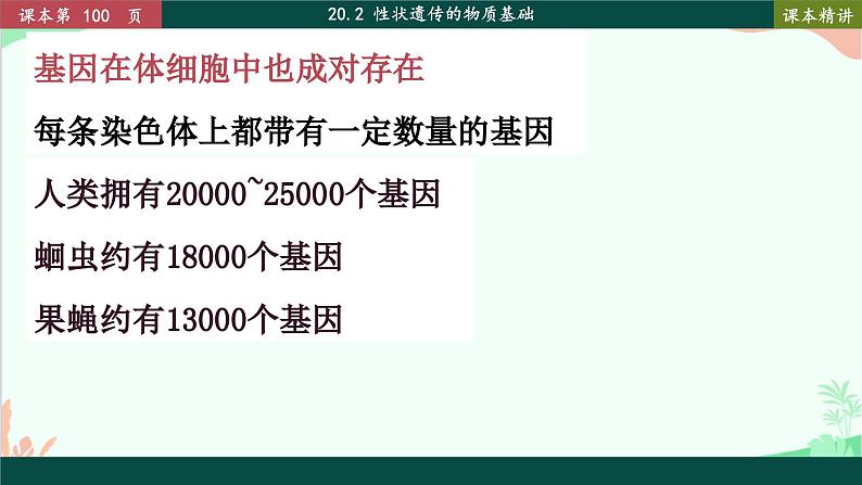 北师大版生物八年级上册 20.2 性状遗传的物质基础课件08