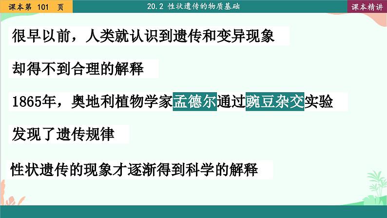 北师大版生物八年级上册 20.3 性状遗传有一定的规律性课件02