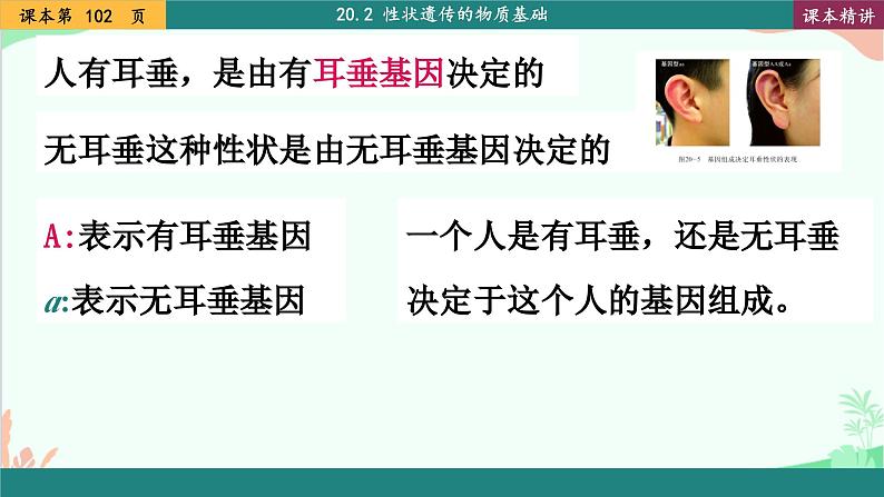 北师大版生物八年级上册 20.3 性状遗传有一定的规律性课件05