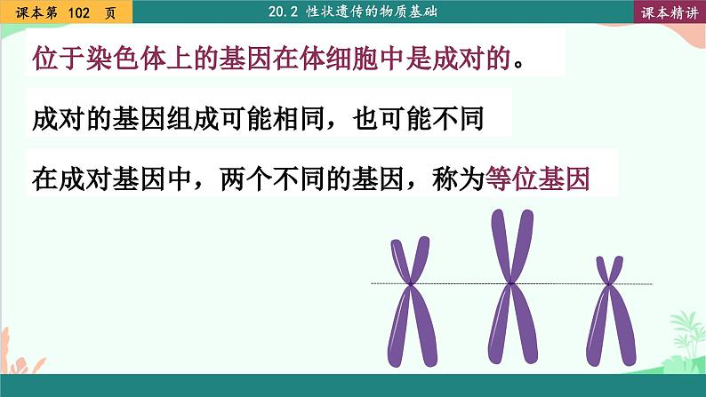 北师大版生物八年级上册 20.3 性状遗传有一定的规律性课件06