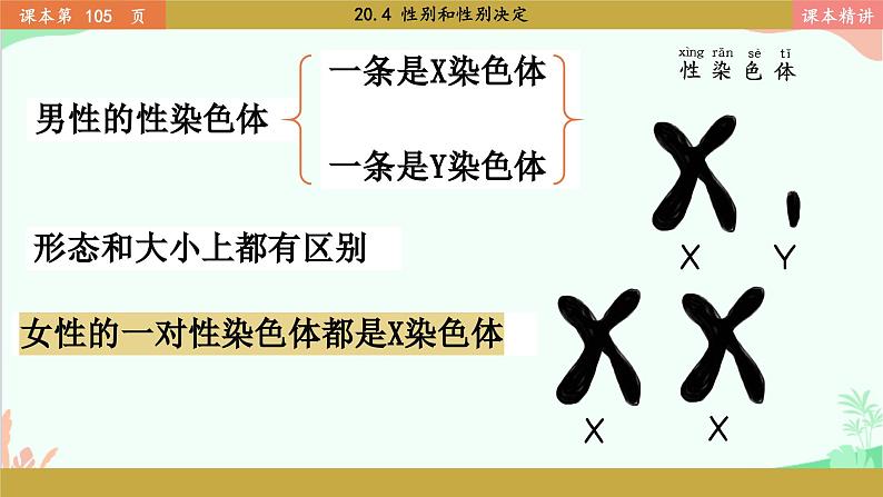 北师大版生物八年级上册 20.4 性别和性别决定课件04