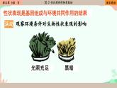 北师大版生物八年级上册 20.5 遗传与环境课件