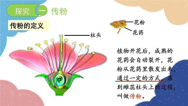 济南版生物八年级上册 4.1.2传粉和受精课件03