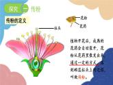 济南版生物八年级上册 4.1.2传粉和受精课件