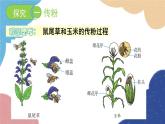 济南版生物八年级上册 4.1.2传粉和受精课件