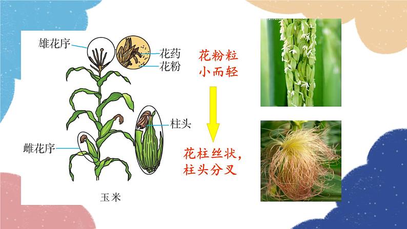 济南版生物八年级上册 4.1.2传粉和受精课件07