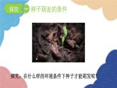 济南版生物八年级上册 4.1.4种子的萌发课件