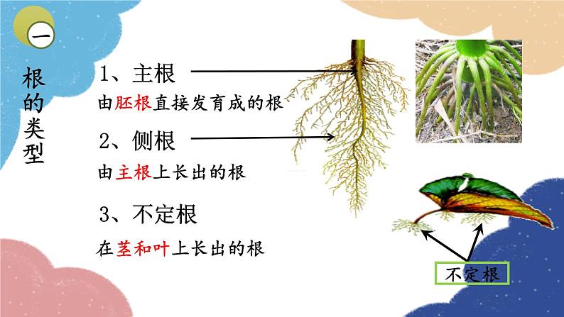 济南版生物八年级上册 4.1.5根的结构与功能课件03