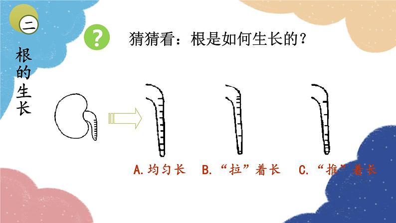 济南版生物八年级上册 4.1.5根的结构与功能课件06