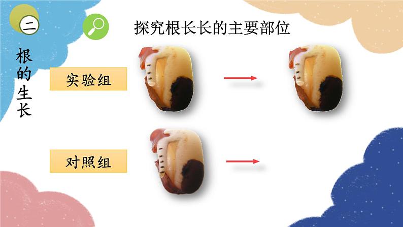 济南版生物八年级上册 4.1.5根的结构与功能课件08