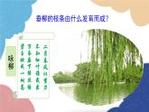 济南版生物八年级上册 4.1.6芽的类型和发育课件