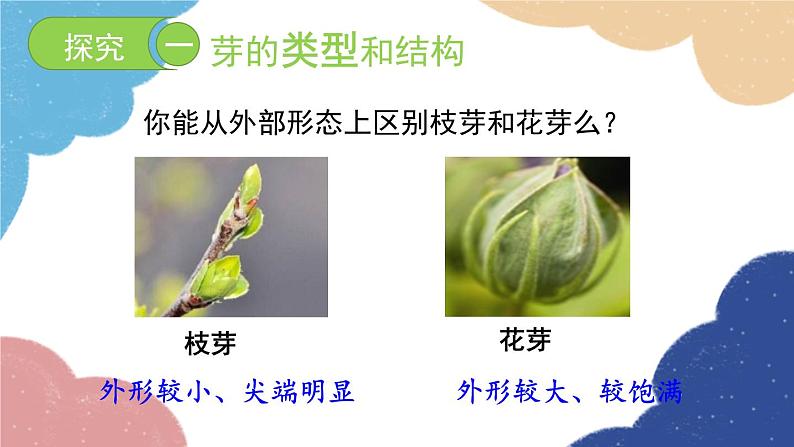 济南版生物八年级上册 4.1.6芽的类型和发育课件07